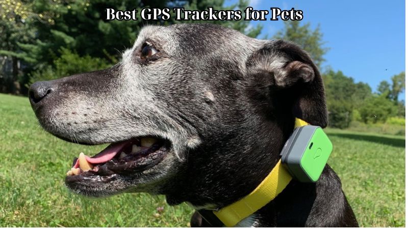 Best GPS Trackers for Pets